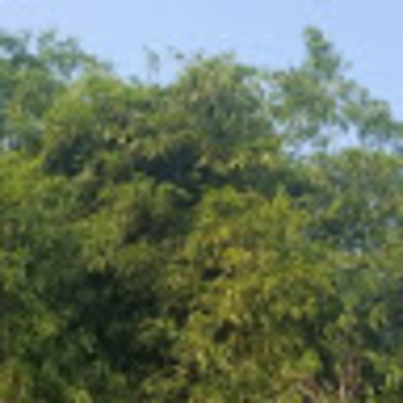 trankimhong09